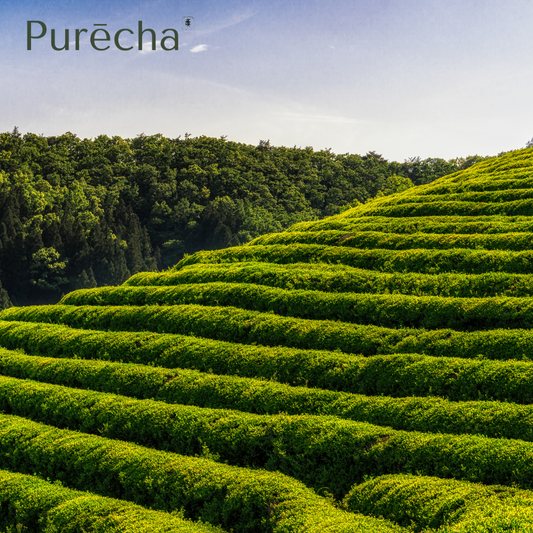 💚 Die Geschichte von Purēcha – von der Idee zur Flasche